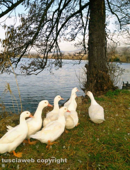 Bolsena - Papere sul lungolago