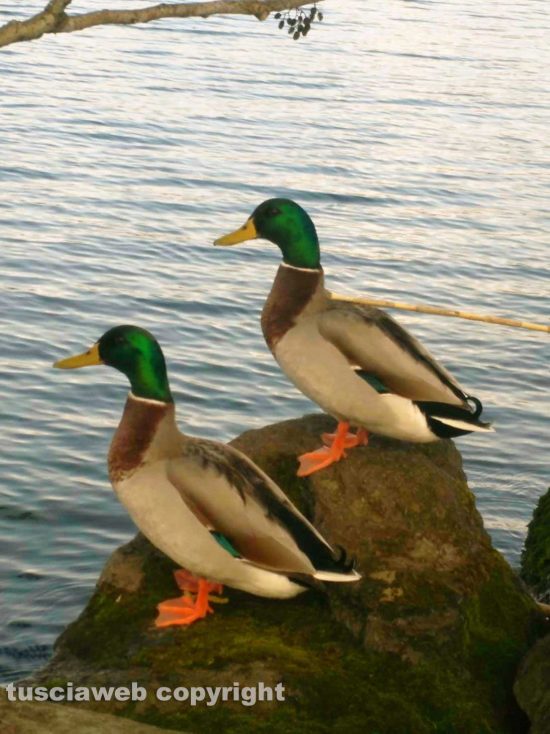 Bolsena - Uccelli sul lungolago