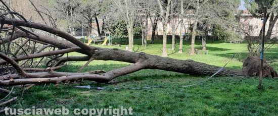 L'albero caduto nel parco della Quercia