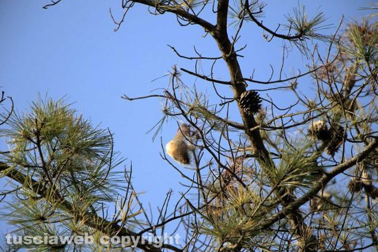 Tempo di primavera e di... processionarie
