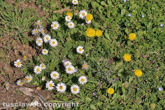 Tempo di primavera e di... processionarie