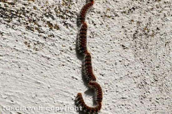 Tempo di primavera e di... processionarie