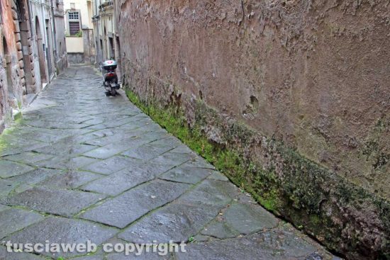 Viterbo - L'ortica tagliata nei quartieri del centro storico
