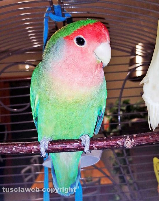 Schermata-2021-03-05-alle-15.57.37