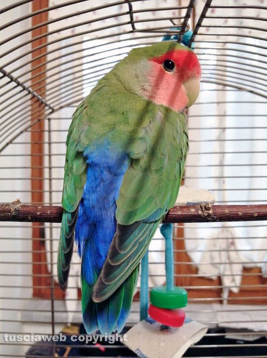 Schermata-2021-03-05-alle-15.57.43