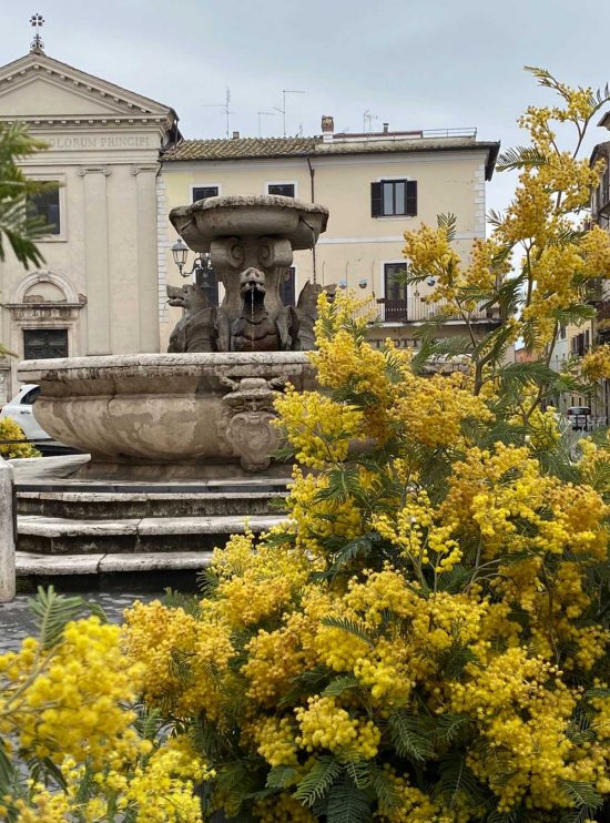 Civita Castellana - Le fioriere con le mimose in centro, in occasione dell'8 marzo