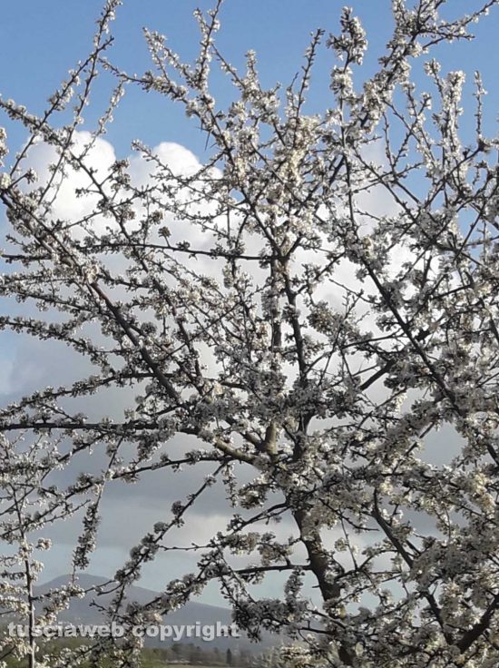 Viterbo - Un biancospino 