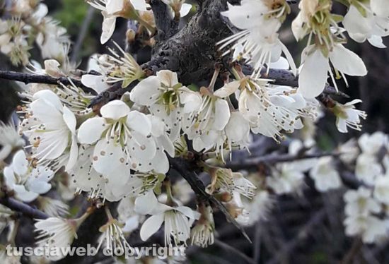 Viterbo - Un biancospino