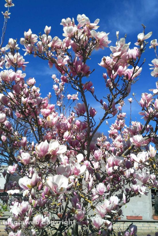 Schermata-2021-03-17-alle-10.35.56