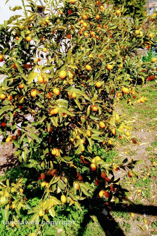 Schermata-2021-03-17-alle-10.35.57