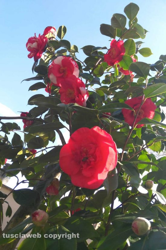 Schermata-2021-03-17-alle-10.35.59