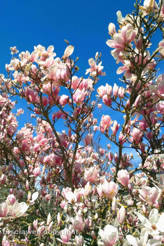 Schermata-2021-03-17-alle-10.36.01