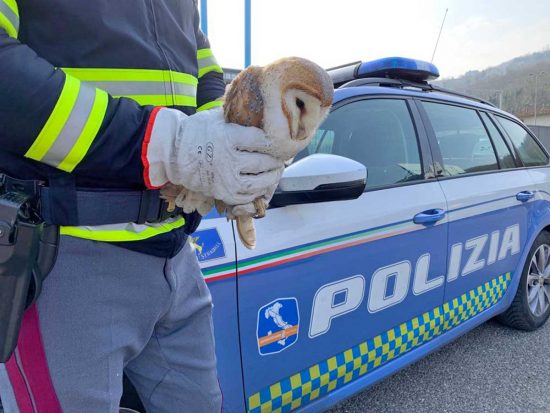 Il barbagianni salvato dalla polizia stradale