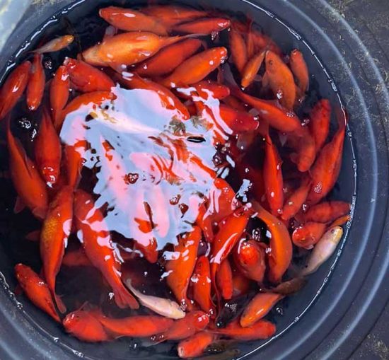 Viterbo - I pesci di Pratogiardino spostati momentaneamente nei bidoni