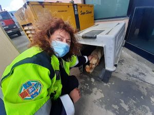 Tarquinia - Cane salvato sulla provinciale