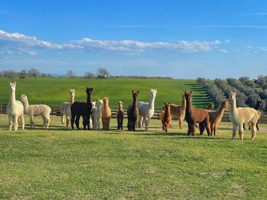Tarquinia - Gli alpaca a Piani degli alpaca