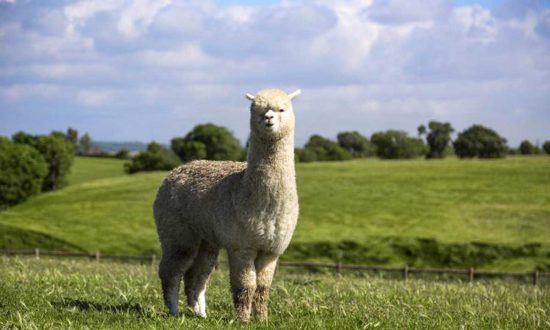 Tarquinia - Un alpaca