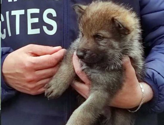 Carabinieri - Operazione Cappuccetto Rosso