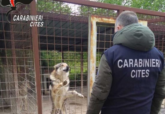 Carabinieri - Operazione Cappuccetto Rosso