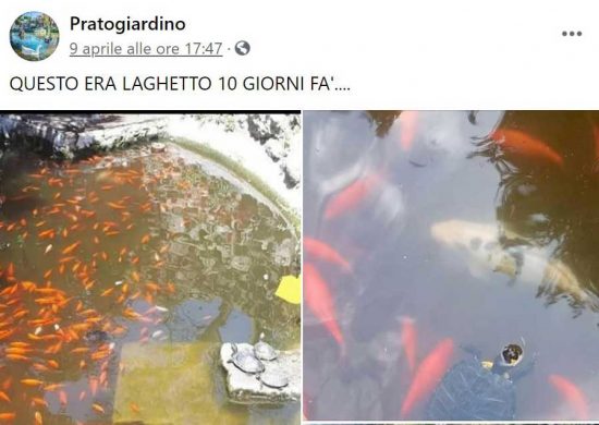 Il post pubblicato sulla pagina Facebook Pratogiardino a testimonianza della mancata presenza degli animali nel laghetto di Anna