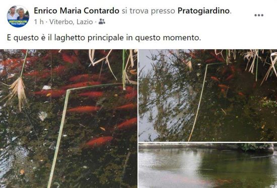 Il post dell'assessore Enrico Maria Contardo sui pesci e le tartarughe spostate dal laghetto di Anna di Pratogiardino
