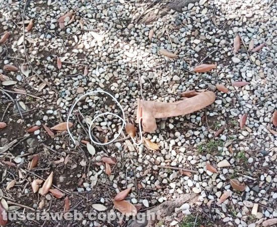 Viterbo - Sex toy davanti la chiesa del Paradiso