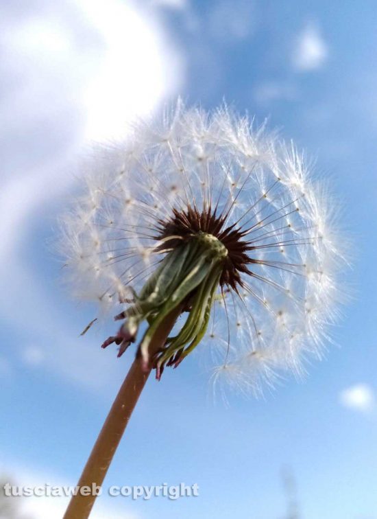 Bolsena - Dente di leone