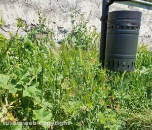 Viterbo - Erba alta nel parco in via Ippolito Nievo