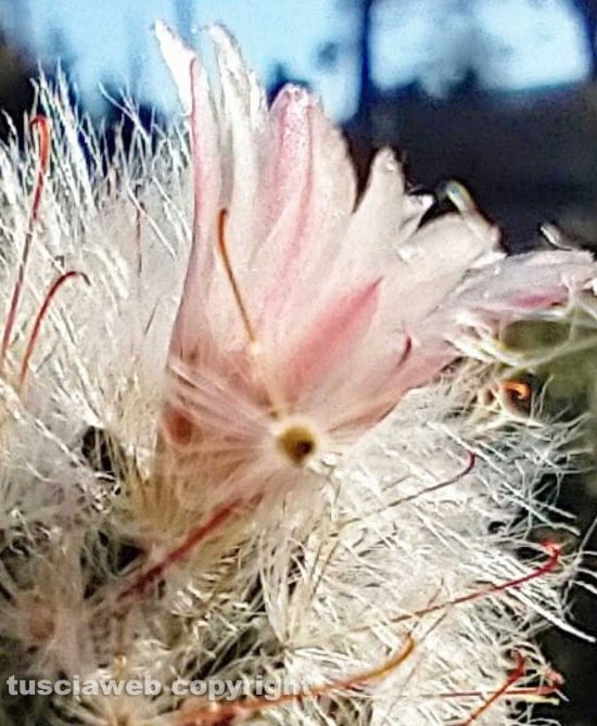 Fiore di Mammillaria