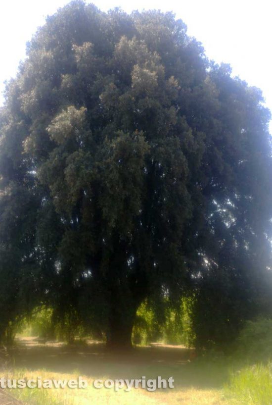 Vignanello - Il leccio curato dagli alunni della scuola prima media di Vignanello