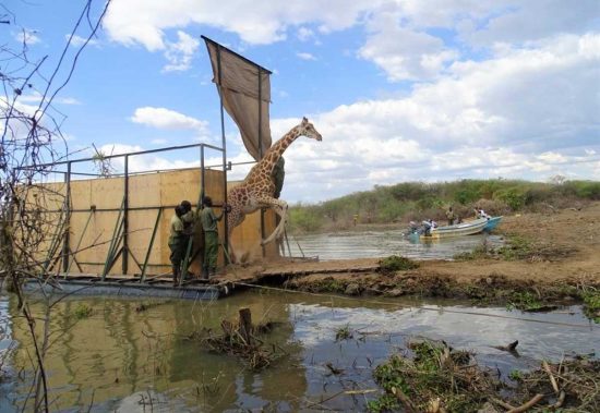 Le giraffe di Rothschild salvate