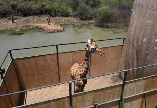 Le giraffe di Rothschild salvate