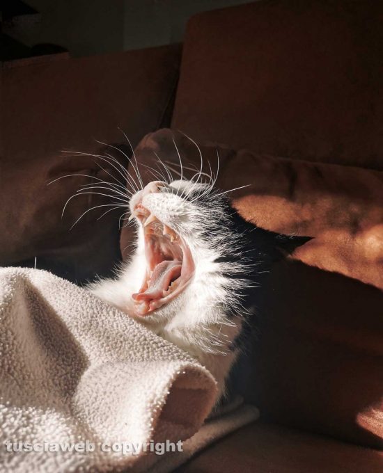 Lo sbadiglio del gatto