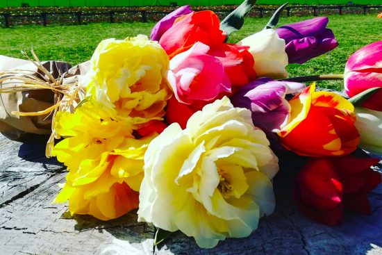 Tuscia Flower: apre al pubblico il campo con 300mila tulipani