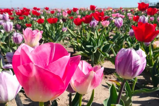 Tuscia Flower: apre al pubblico il campo con 300mila tulipani
