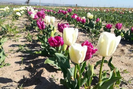 Tuscia Flower: apre al pubblico il campo con 300mila tulipani