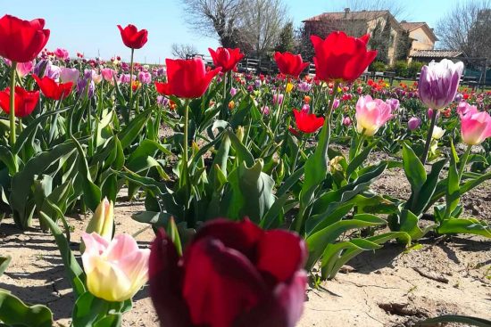 Tuscia Flower: apre al pubblico il campo con 300mila tulipani