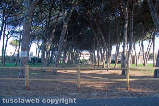 Tarquinia - Una pineta al lido