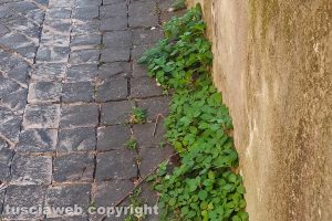 Viterbo - Incuria in centro