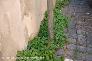 Viterbo - Incuria in centro