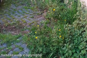 Viterbo - Incuria in centro