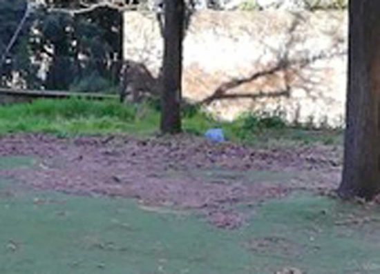 I giardinetti dell’asilo Nido I Cuccioli