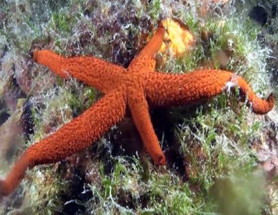 La stella marina "incontrata" dai ragazzi del Ruffini