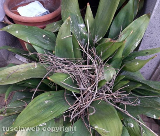 Escrementi di piccione al cimitero di Bagnaia