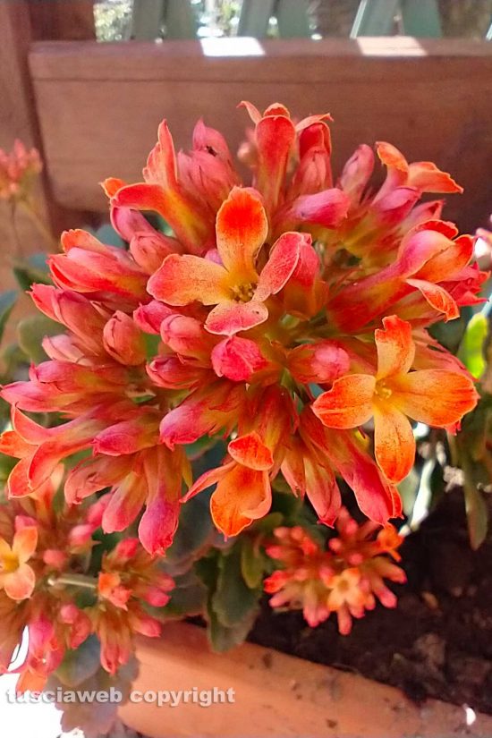 WhatsApp-Image-2021-04-01-at-04.55.39-(1)