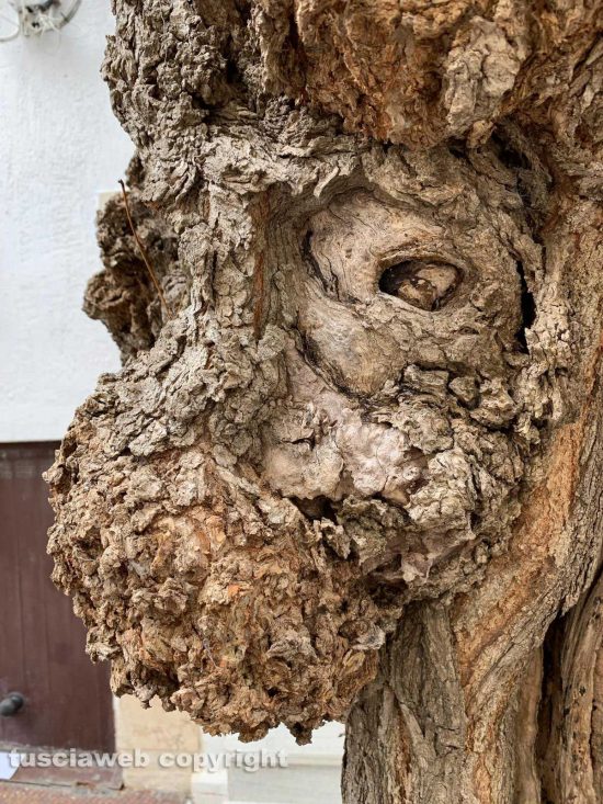 Viterbo - Scultura "naturale" nel tronco di un albero