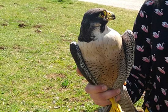 Caprarola - Il falco pellegrino tornato in libertà