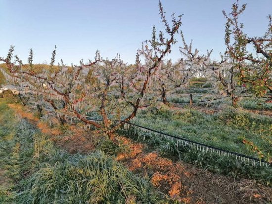 I danni provocati dal gelo