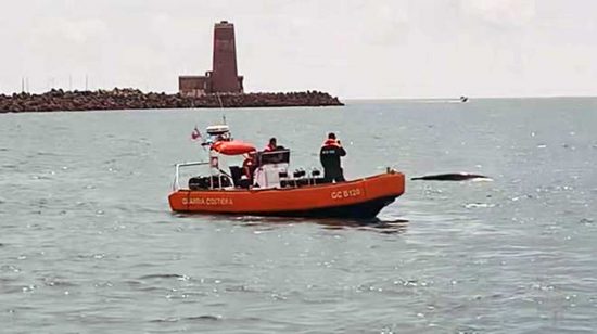 Balena grigia avvistata a Fiumicino