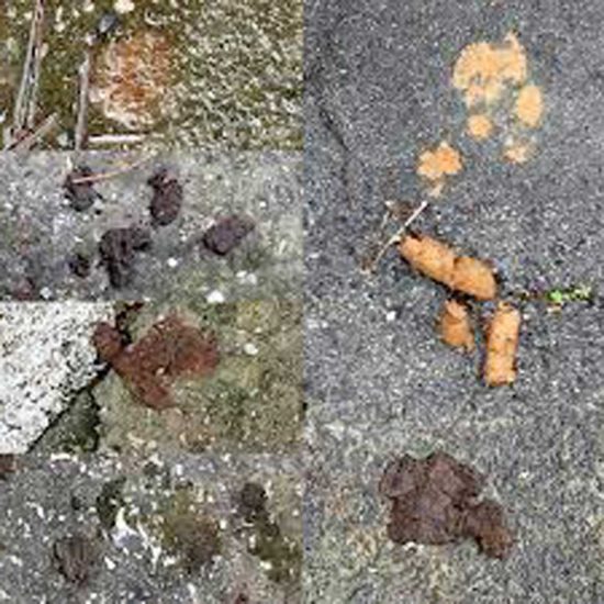 Il degrado segnalato da Talotta